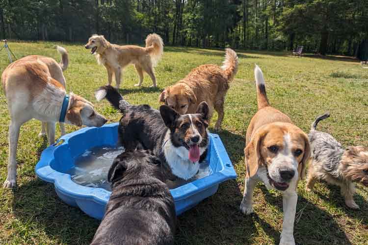 FourDogs Hundehotel kleiner Pool im Außenbereich