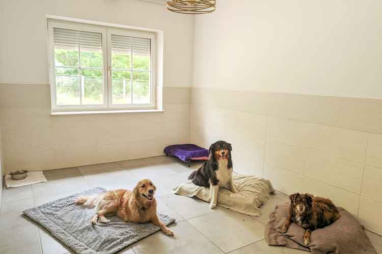FourDogs Hundehotel Hundezimmer