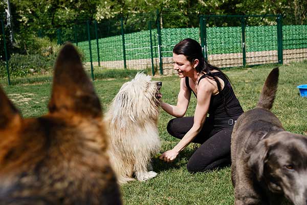 Four Dogs – Impressionen