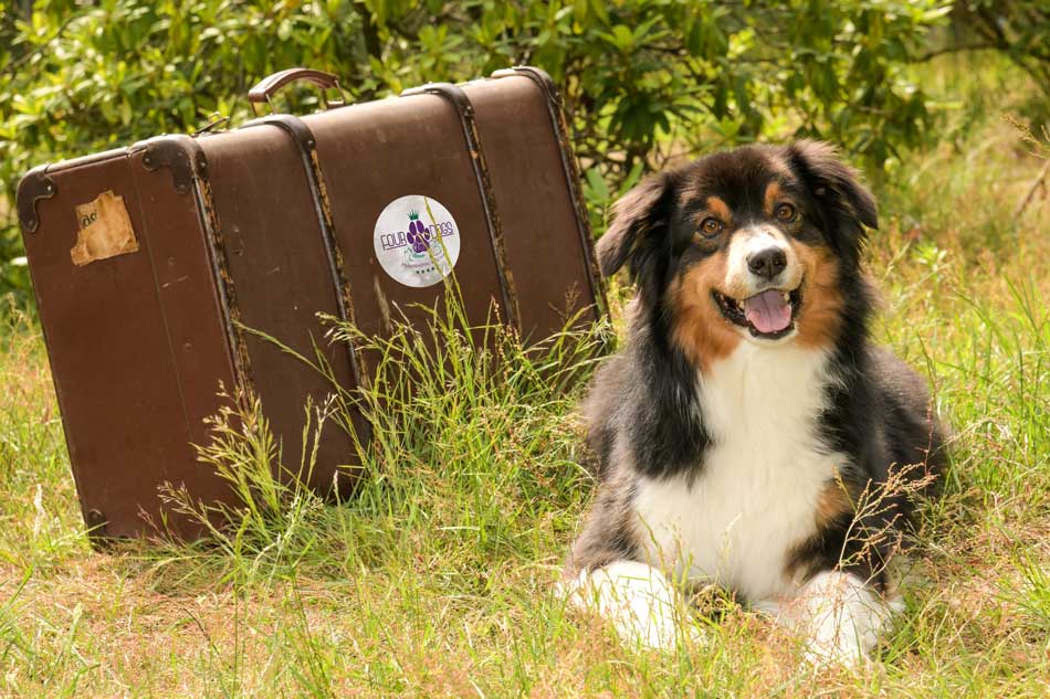 Hunde lieben es hier