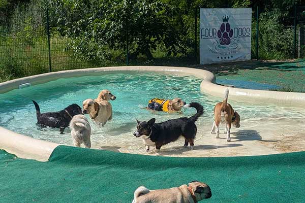 Four Dogs – Hundepool