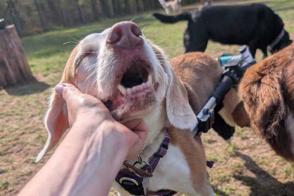 Four Dogs – Impressionen