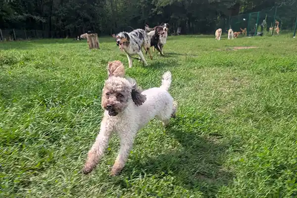 Four Dogs – Impressionen