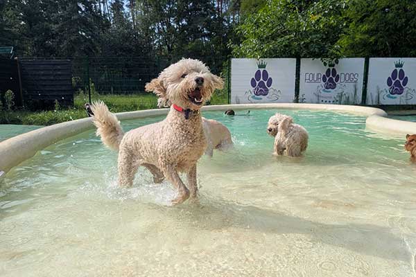 Four Dogs – Außenbereich